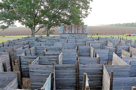 Maze farm ready for new season | News | seguingazette.com