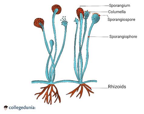 Rhizopus: Classification, Structure & Lifecycle