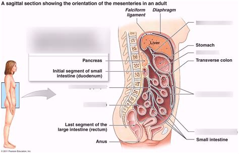 Mesenteries Diagram | Quizlet