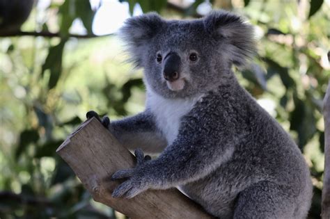 Koalas may become extinct in Australia's New South Wales by 2050 ...