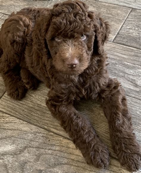 Labradoodle Puppies For Sale | Fairfield, CA #300400