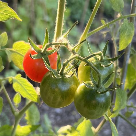 How to Keep Harvesting Tomatoes Through Frost - Patio Produce