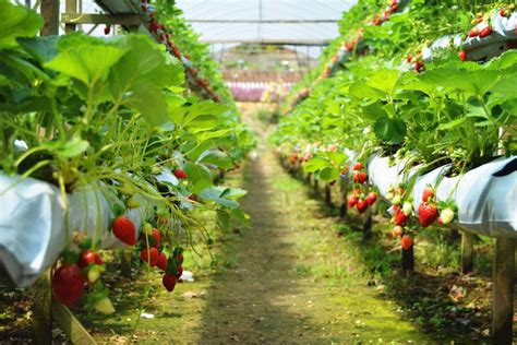 Genting Strawberry Leisure Farm, come enjoy fresh strawberries at this popular tourist ...