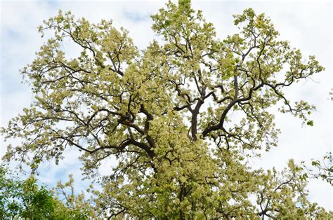 Shorea robusta -Sal Tree Flowering | Geeta Samant | Flickr