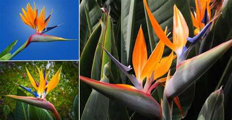 Bird of Paradise (Strelitzia): Care and Indoor Plant Growing Guide