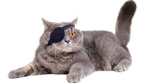 How to Make an Eye Patch for A Cat | DIY Pet Pirate Eye Patch | Pet ...