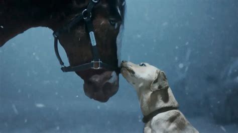 Budweiser Clydesdales return for 2024 Super Bowl commercial - Equus ...