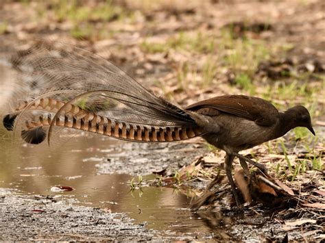 Superb Lyrebird - The Australian Museum