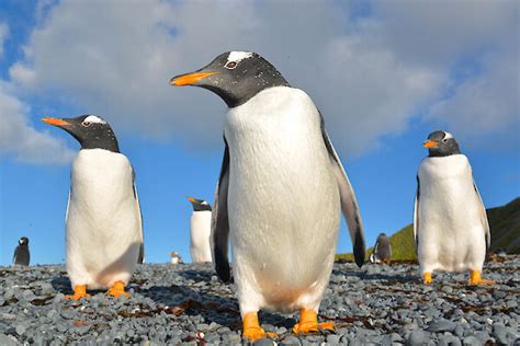 Penguins – Australian Antarctic Program