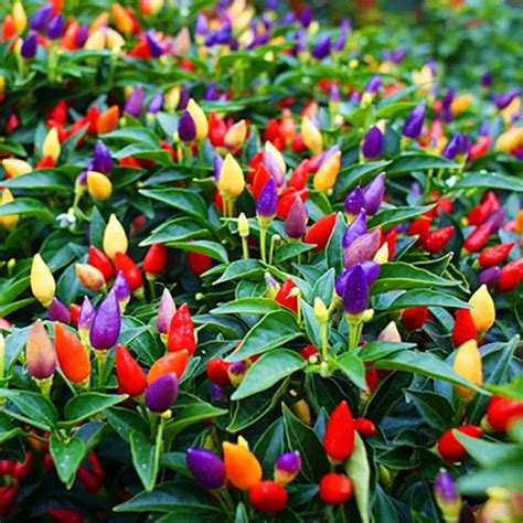 Hot Sale!200 Pcs/Lot red Chilli Pepper Bonsai Organic Vegetable Plants, Courtyard & Balcony ...