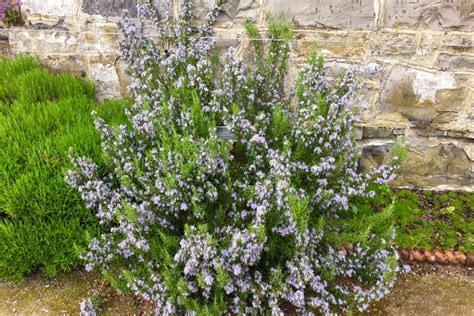 Overwintering rosemary: all about winter care - Plantura