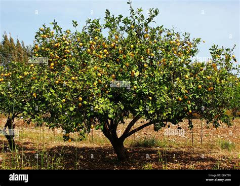 Lemon tree (Citrus limon), tree with fruits Stock Photo - Alamy