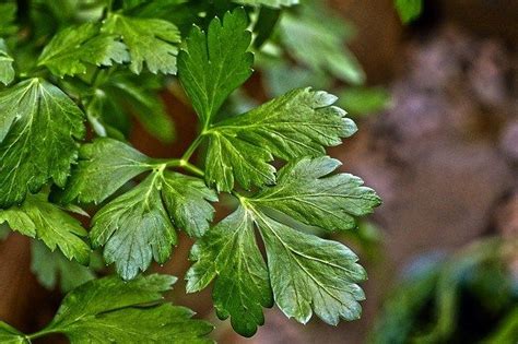 Parsley Plant Care: How to grow Parsley at home - Farm.Food.Family ...