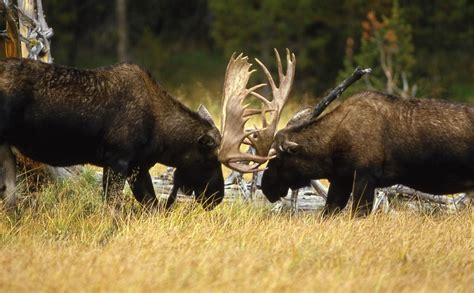 Close Encounters with the Mighty Moose | Encounter Newfoundland