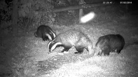 Badger whine, growl, chatter and chase ! - with sound - YouTube