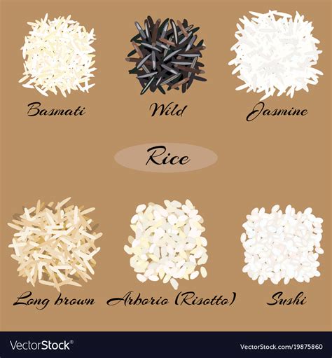 Different types of rice Royalty Free Vector Image