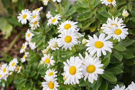 Care of a Montauk Daisy | Hunker | Montauk daisy, Garden spells, Daisy