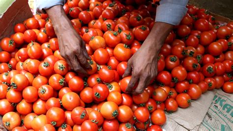India's tomato prices surge over 300%, prompting thieves and turmoil