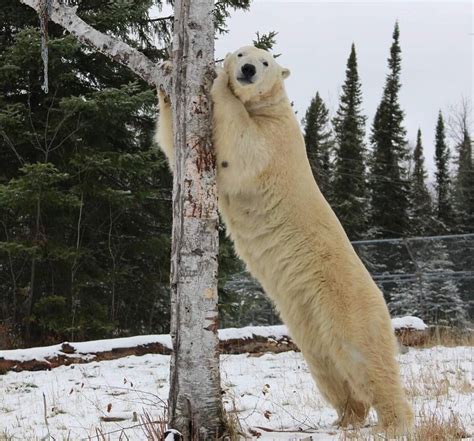 Ontario is home to the largest polar bear habitat in the world