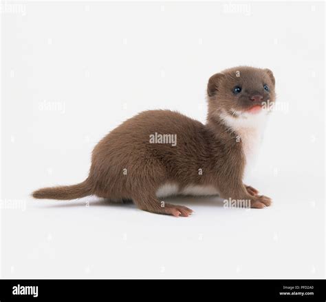 Baby Weasel (Mustela sp Stock Photo - Alamy