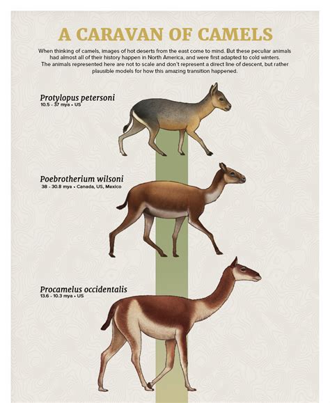 Julio Lacerda • Evolution Series: A Caravan of Camels When...