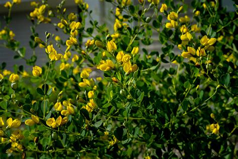 Baptisia tinctoria – Native Gardens of Blue Hill