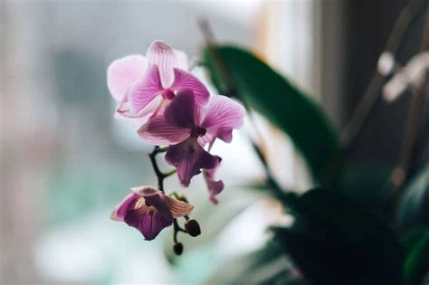 Orchids Symbolism and Tips To Decorate With This Lucky Plant