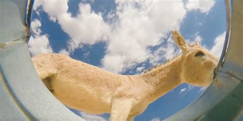 Bucket Cam Viral Video - Video of Animals Drinking Water