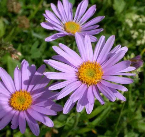 Aster flower specs pictures - Flowers Gallery