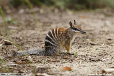 Numbat Facts For Kids & Adults: Pictures, Video & In-Depth Information