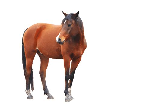 Caballo PNG Clipart | PNG Mart