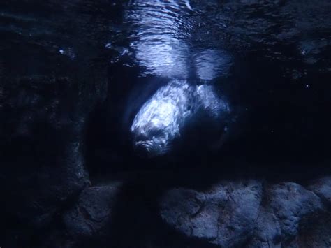 Sea otter swimming towards me. : r/Otters