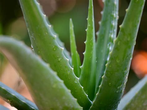 How to grow, harvest, preserve, and use aloe vera | Popular Science