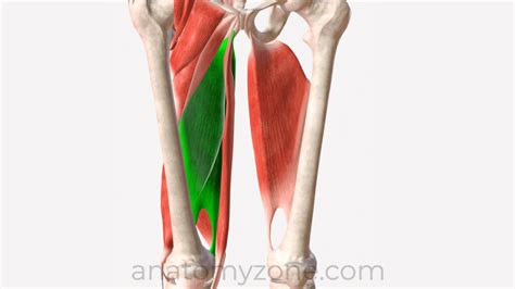 Adductor Magnus - Origin, Insertion, Action, 3D Model | AnatomyZone