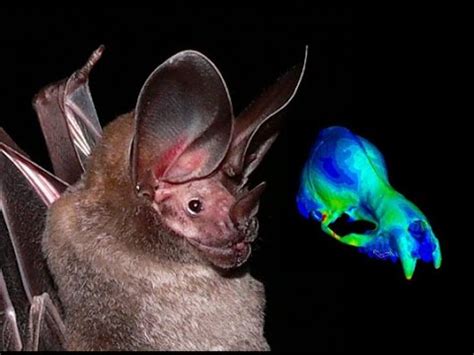 Studying diversification in insect-eating bats - YouTube