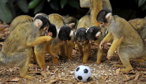 Cute monkeys playing soccer/football (4 pics) | Amazing Creatures