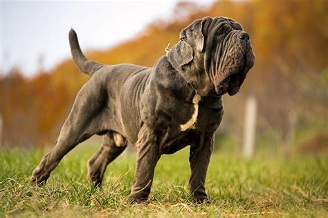 Neapolitan Mastiff Dog Breed Information