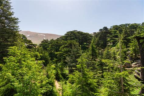 Travel To The Cedars Of God Lebanon | The Best Choise