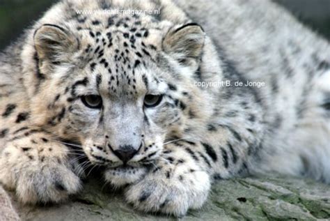 Snow leopard (Uncia uncia) - Wild Cats World