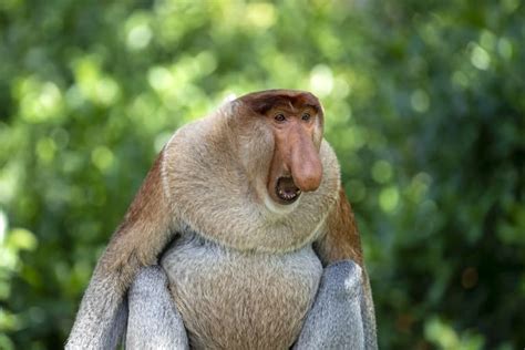 12 Unusual Proboscis Monkey Facts - Fact Animal