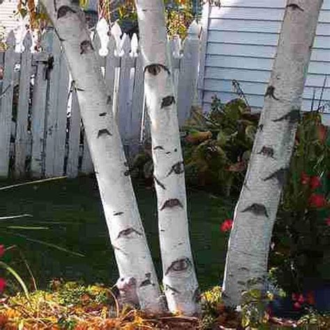 Amazon.com : White Paper Birch Tree Seeds for Planting | 100+ Seeds | Highly Prized for Bonsai ...