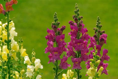 Snapdragon: Meaning and Symbolism of This Beautiful Flower