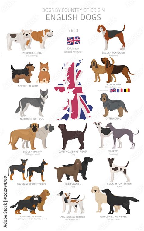 Dogs by country of origin. English dog breeds. Shepherds, hunting ...