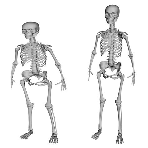 2 Skeletons Free Stock Photo - Public Domain Pictures