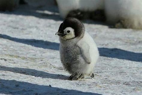 Cute Baby Penguin Photos, Videos, and Facts - Animal Hype