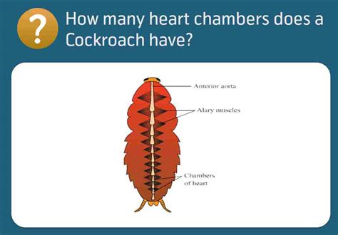 How many chambers does a cockroach heart have? [2022] 🐬 | Animalia-life.club