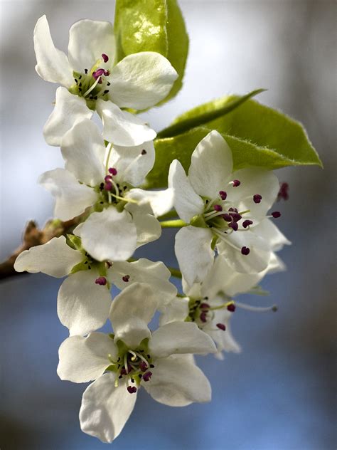 Bradford Pear Blossoms | Shutterbug