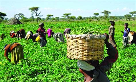 FG not protecting farmers enough, says Ijaw congress