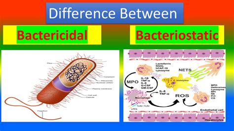 Difference between Bactericidal and Bacteriostatic - YouTube