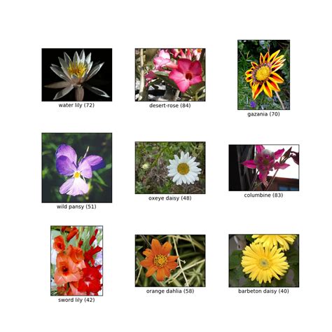 Classification Of Flowers Wikipedia : Flowering Plant Wikipedia ...